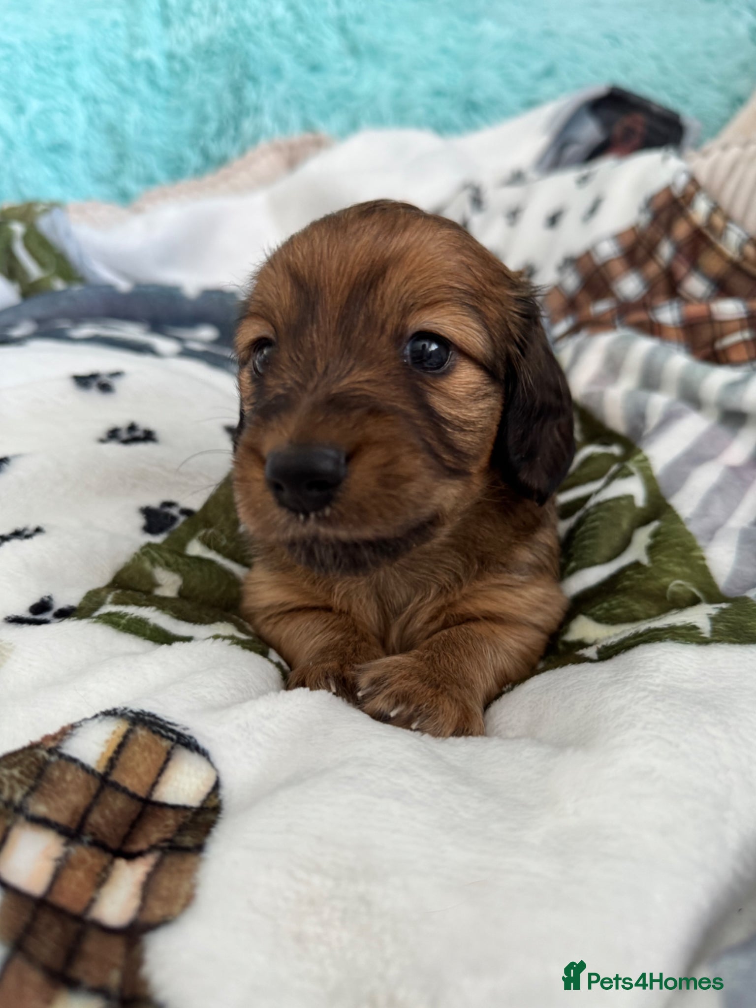 Miniature Dachshund dogs RUSSIAN CHAMPION BLOODLINE / MINIATURE LONG HAIRED - Advert 2