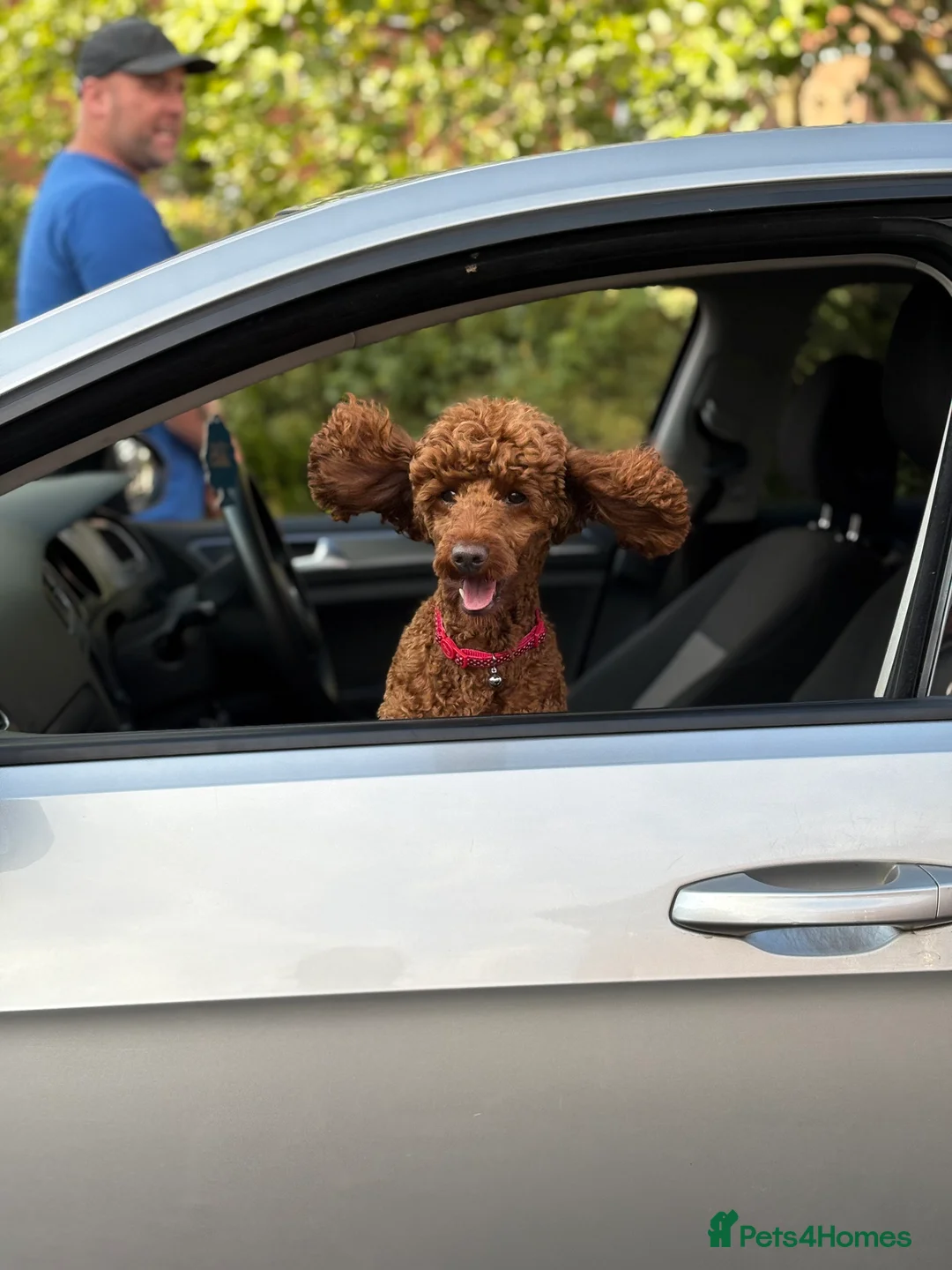 Miniature Poodle dogs for stud:  ⭐️KC PRINCE CHARMING BLUE BOY MINIATURE POODLE⭐️ - Advert 9