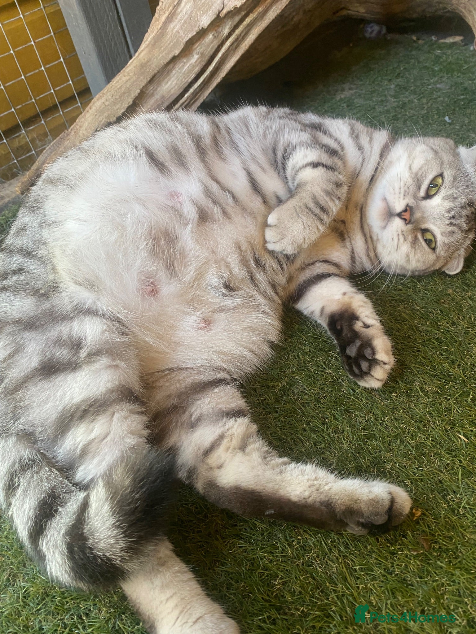 British Shorthair cats A male BSH/FOLD kitten left  - Advert 9