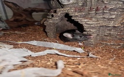 Mouse rodents for sale: All Black Male Mouse FREE TO GOOD HOME - Advert 4