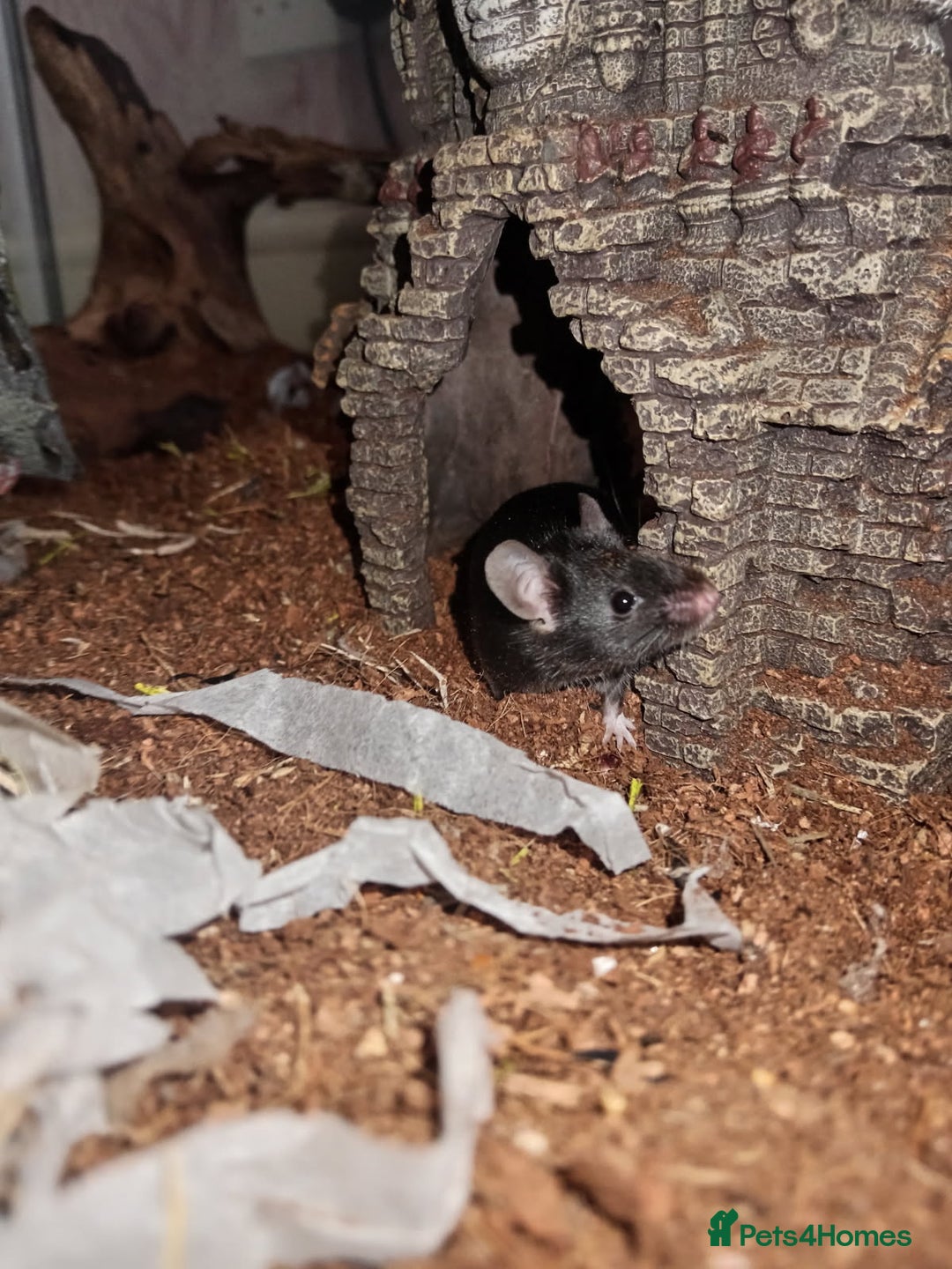 Mouse rodents for sale: All Black Male Mouse FREE TO GOOD HOME - Advert 4