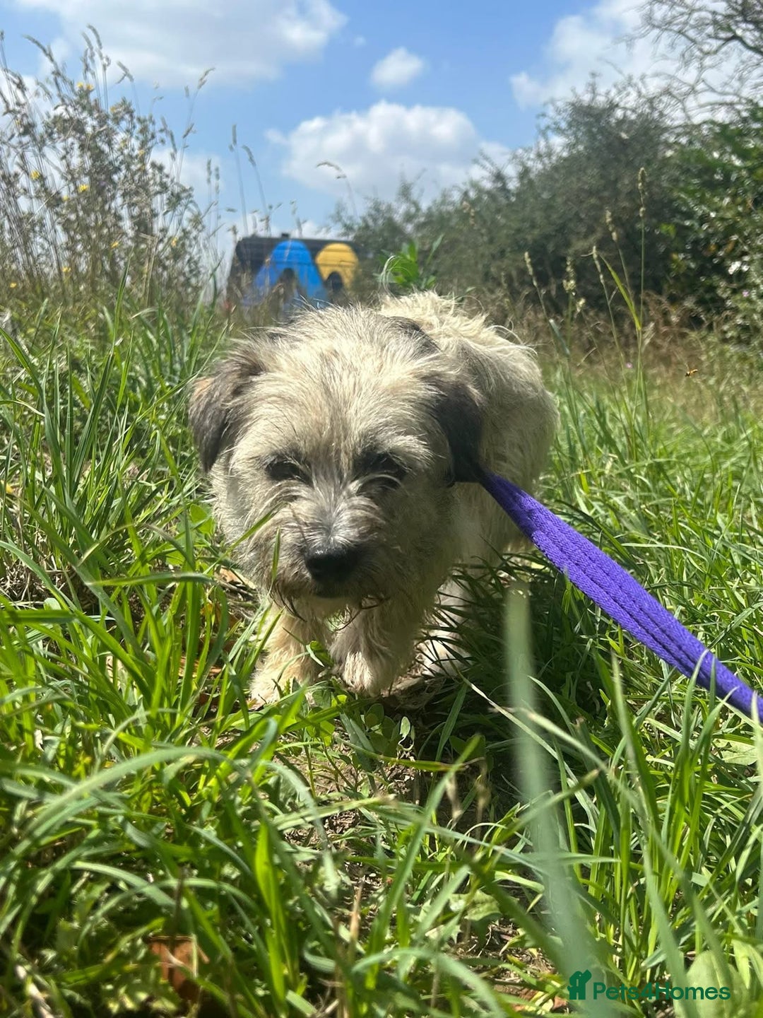 Mixed Breed dogs for adoption: Suzy - Norwich Norfolk  - Image 12