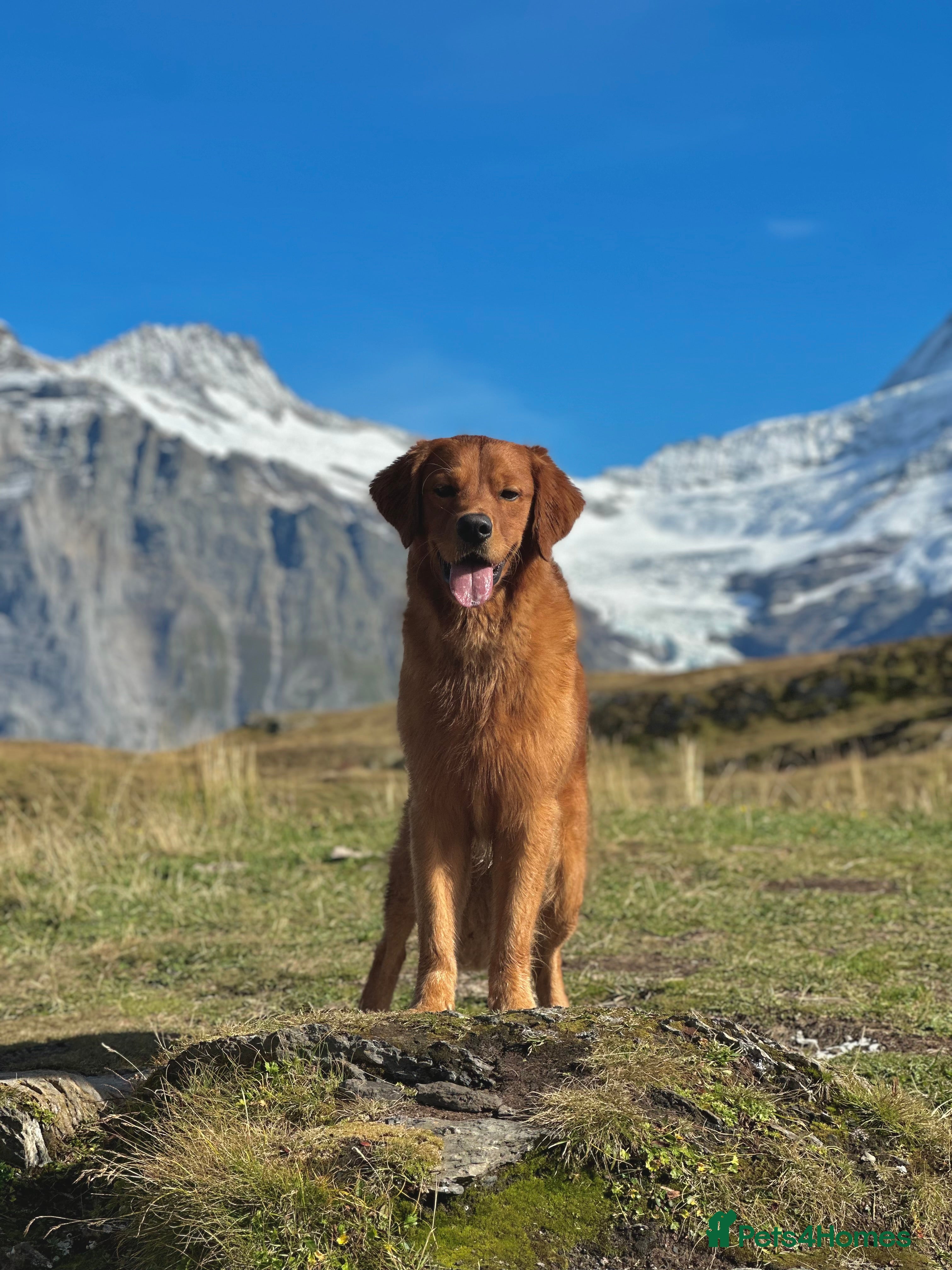 Golden Retriever dogs Fully Health Tested Show/Working Golden Retriever  - Advert 1
