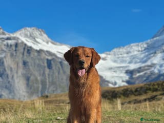 Golden Retriever dogs Fully Health Tested Show/Working Golden Retriever - Advert 1