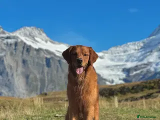 Golden Retriever dogs Fully Health Tested Show/Working Golden Retriever - Advert 1