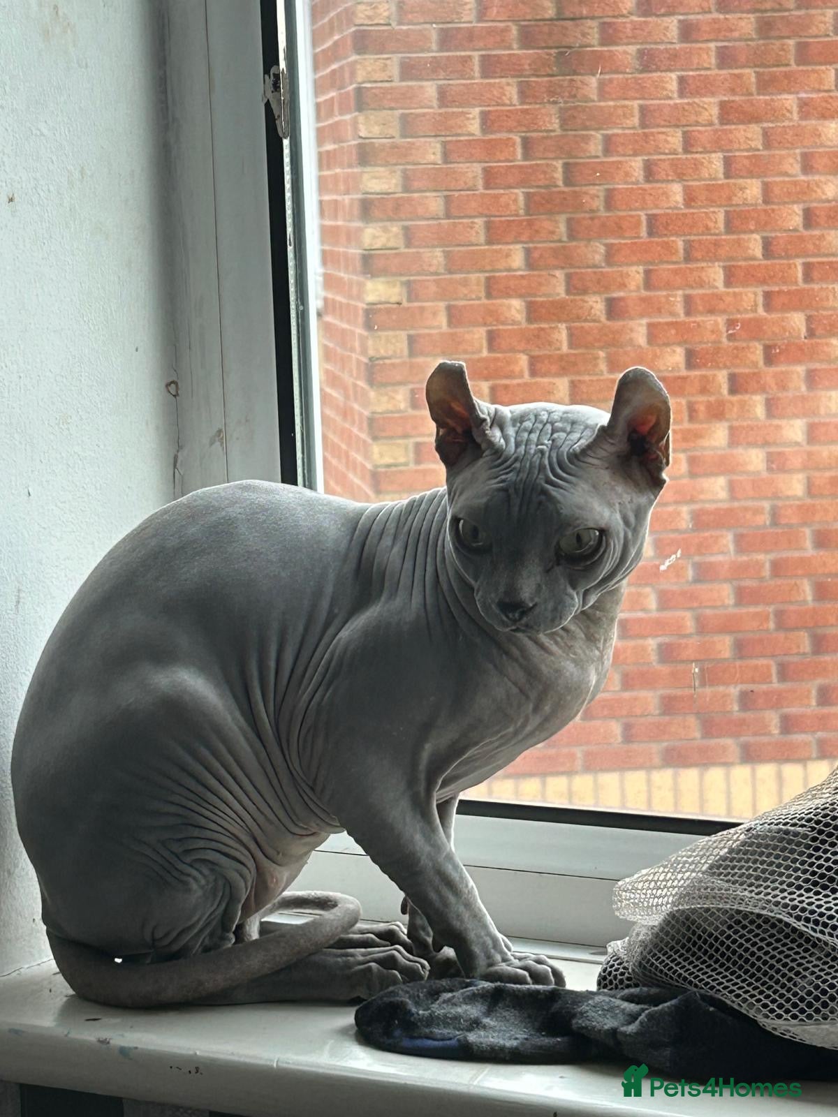 Sphynx cats Proven Blue Male Available for Stud - Advert 12