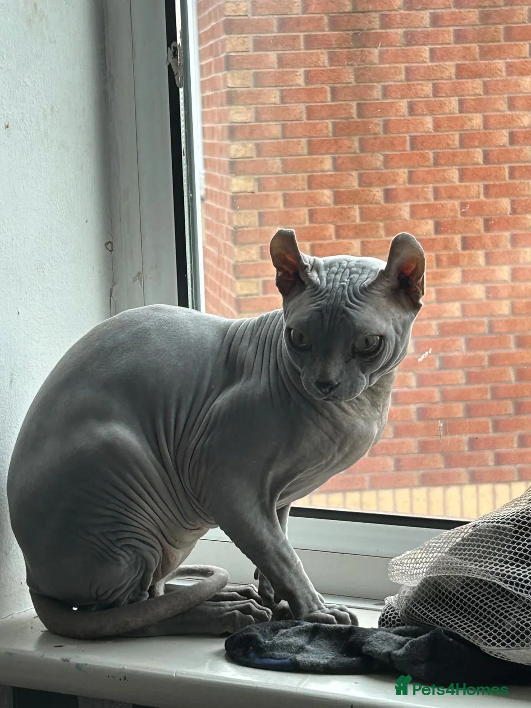 Sphynx cats for stud: Proven Blue Male Available for Stud - Advert 2