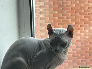 Sphynx cats Proven Blue Male Available for Stud - Advert 12