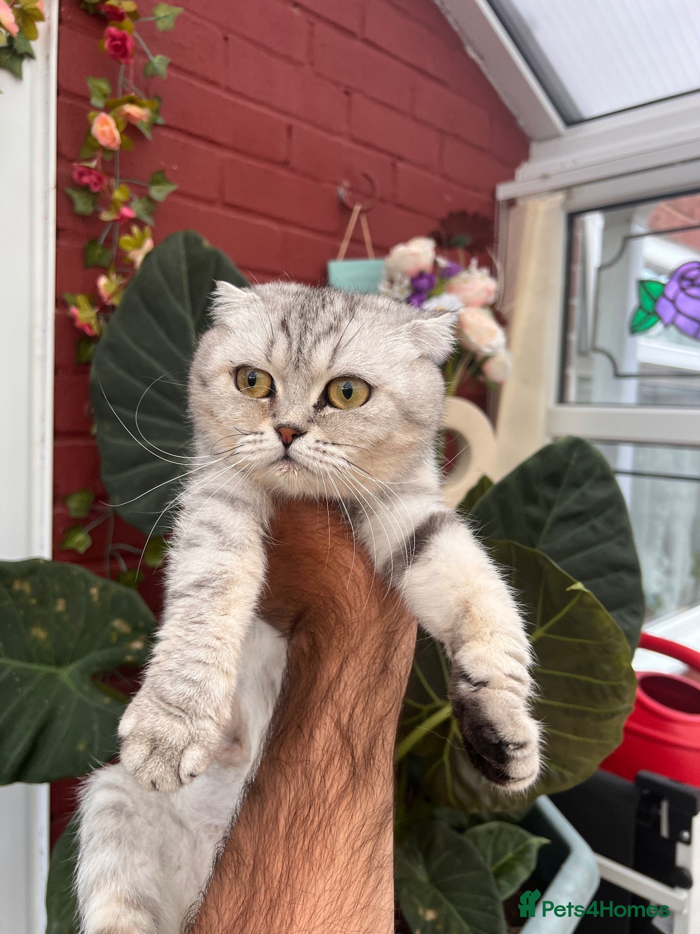 Scottish Fold cats Beautiful CAT for sale - Advert 2
