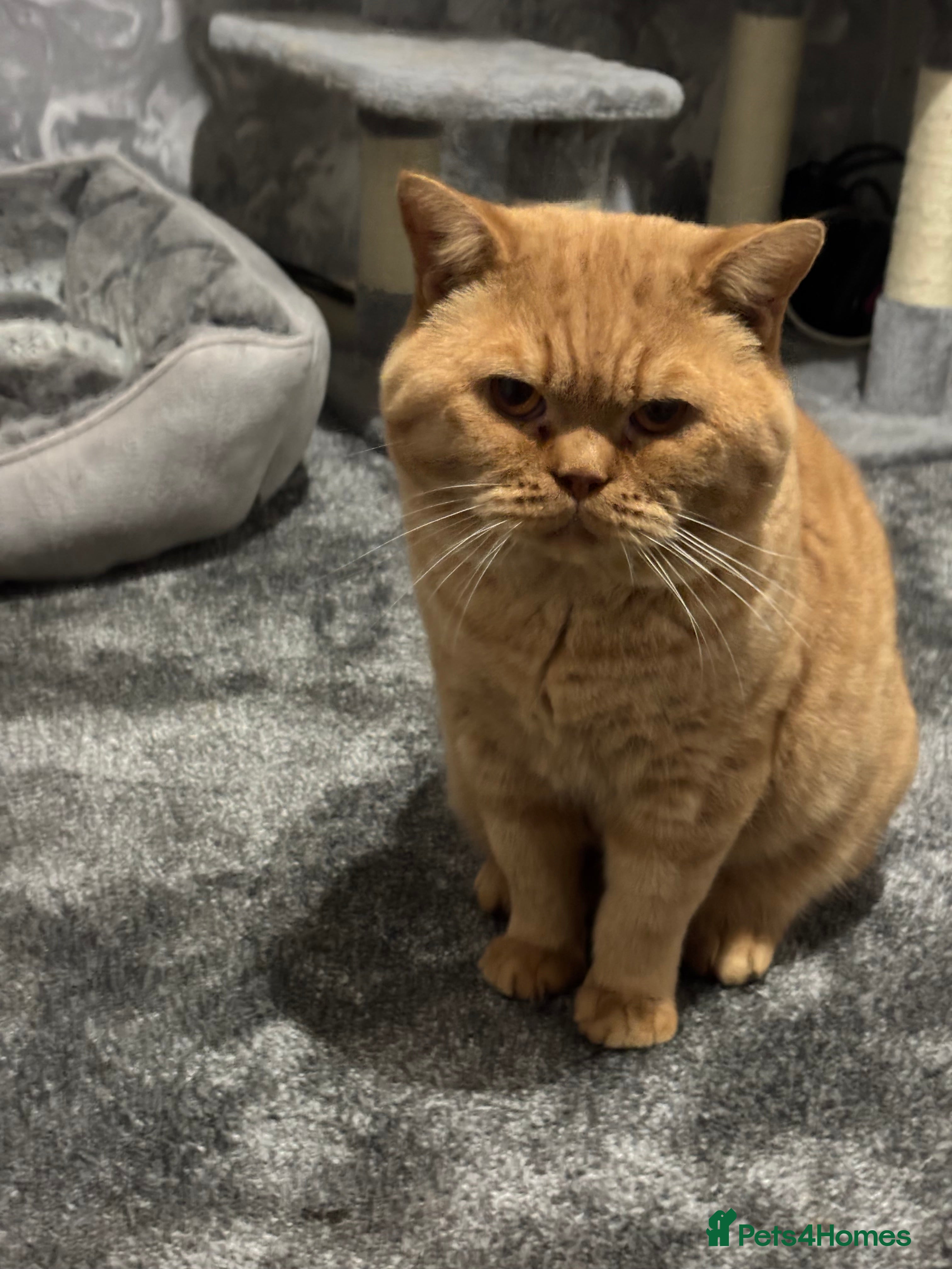 British Shorthair cats Champion Proven British Shorthair  - Advert 2