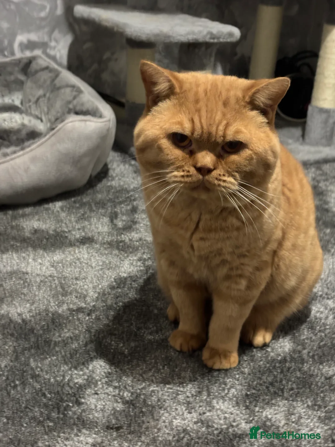 British Shorthair cats for stud: Champion Proven British Shorthair  - Advert 2