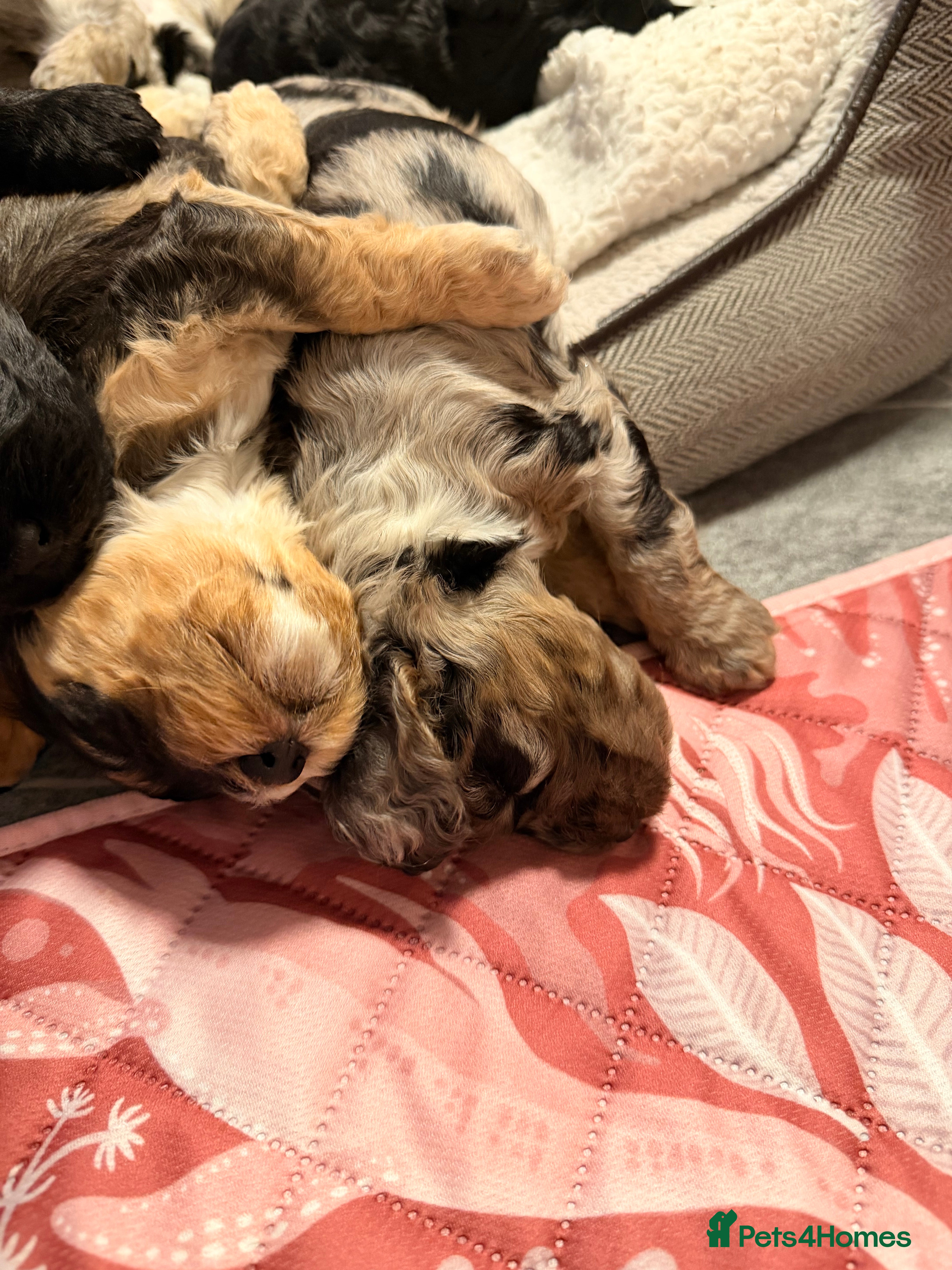 Cockapoo dogs F1 Cockapoo Puppies - Advert 6