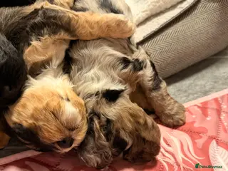 Cockapoo dogs F1 Cockapoo Puppies - Advert 10