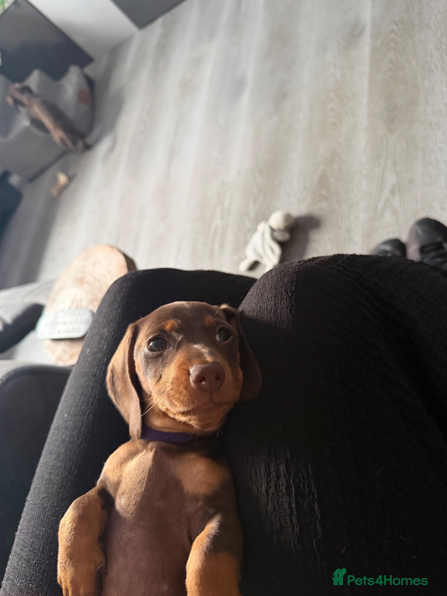 Miniature Dachshund dogs 4 Mini Daxi Puppies ready to leave - Advert 2