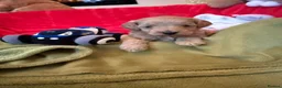Cavapoo dogs for sale: Adorable Cavapoo Puppies for Sale 🐶� in Walsall - Advert 5