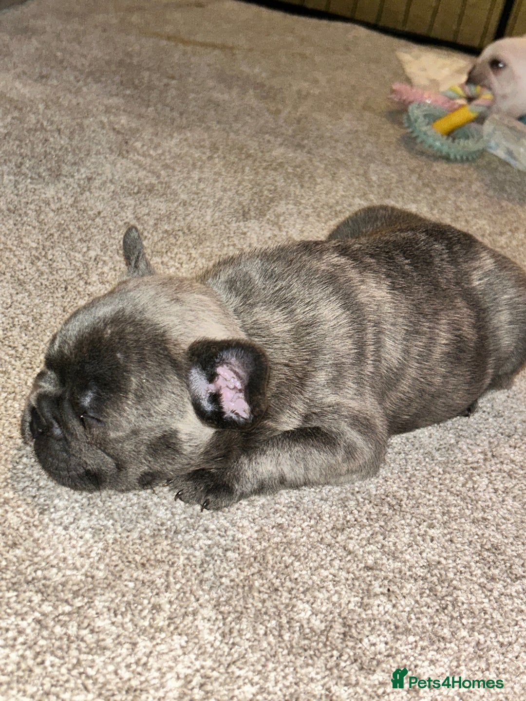 French Bulldog dogs for sale: French fries due to leave 3rd January  - Advert 10