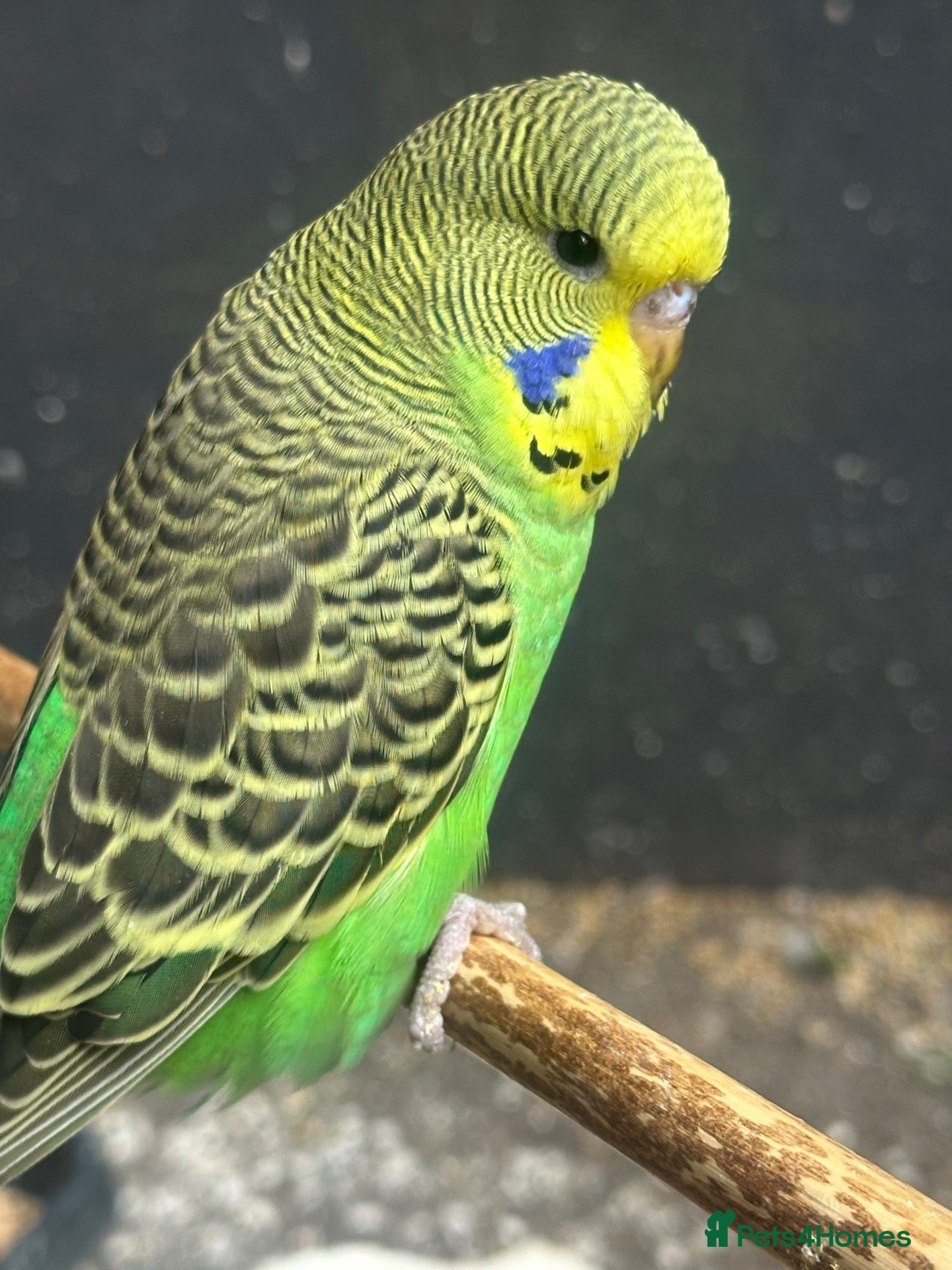 Budgerigars birds Budgie  - Advert 1