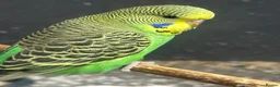 Budgerigars birds for sale: Budgie  - Advert 1