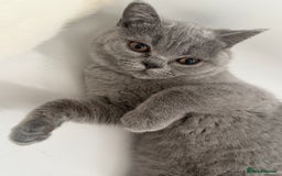 British Shorthair cats for sale: BSH READY TO GO! TICA REGISTERED 1 BOY LEFT in Gloucester - Image 8