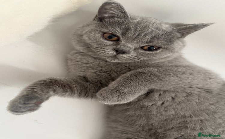 British Shorthair cats in Gloucester - Advert 4