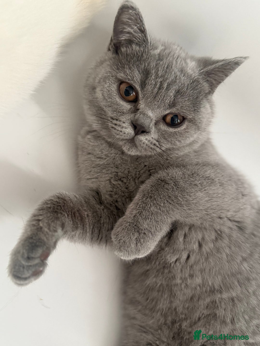 British Shorthair cats for sale: BSH READY TO GO! TICA REGISTERED 1 BOY LEFT in Gloucester - Image 8