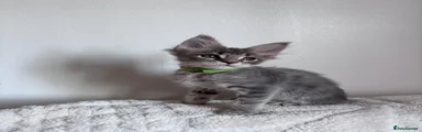 Maine Coon 1