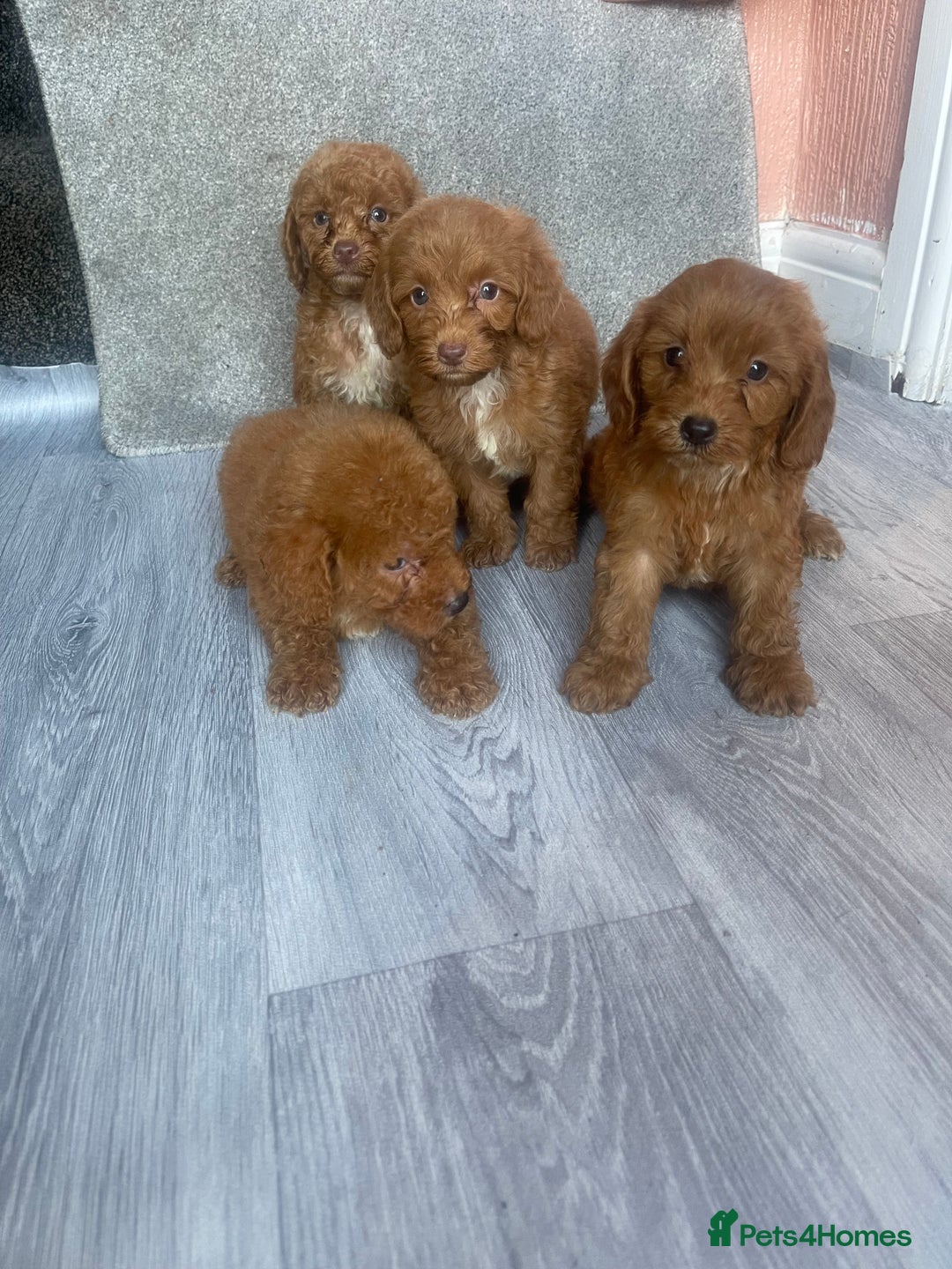 Cavapoo dogs for sale: RED CAVAPOO’S - Image 6