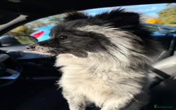 Pomeranian dogs for sale: Fox Face Merle Pomeranian Puppy - Advert 7