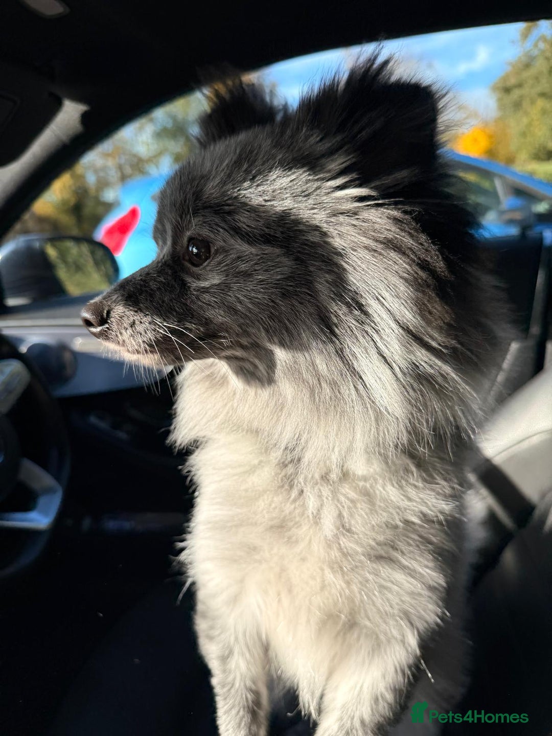 Pomeranian dogs for sale: Fox Face Merle Pomeranian Puppy - Advert 7