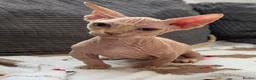 Sphynx cats for sale: Canadian Sphynx kittens READY NOW - Advert 10