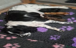 Mixed Breed dogs for sale: Working Spaniels looking for Forever Home  - Image 2
