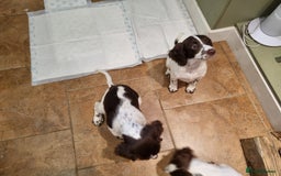 English Springer Spaniel dogs for sale: English springer spaniel puppies  - Image 36