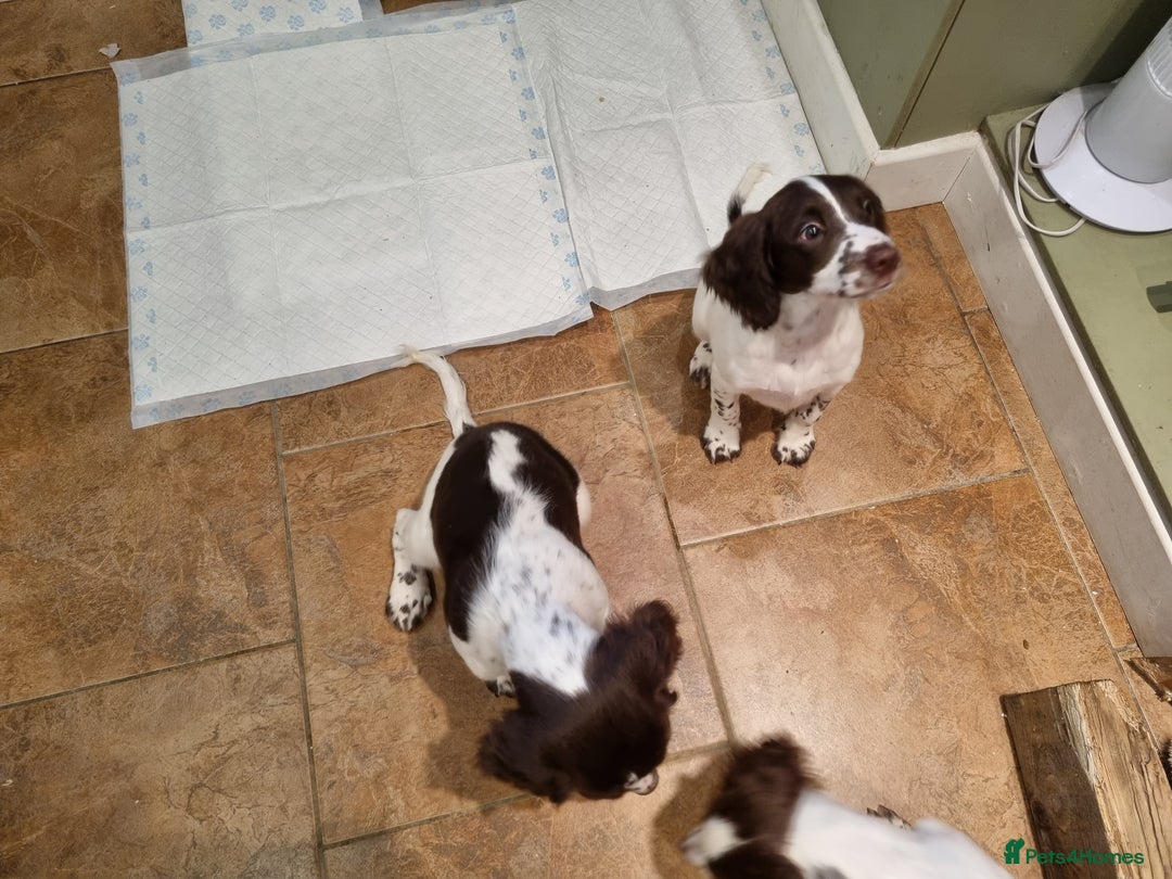 English Springer Spaniel dogs for sale: English springer spaniel puppies  - Image 36