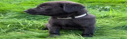 Mixed Breed dogs for sale: HUNTADOR PUPPIES READY FOR THEIR NEW HOMES!  - Advert 3