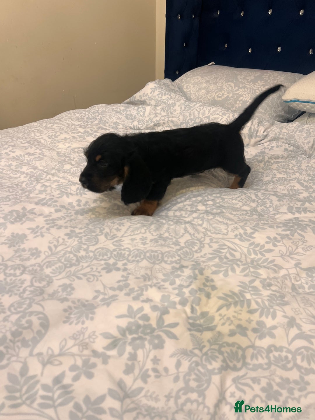 Mixed Breed dogs for sale: Bassett hound x - Image 3