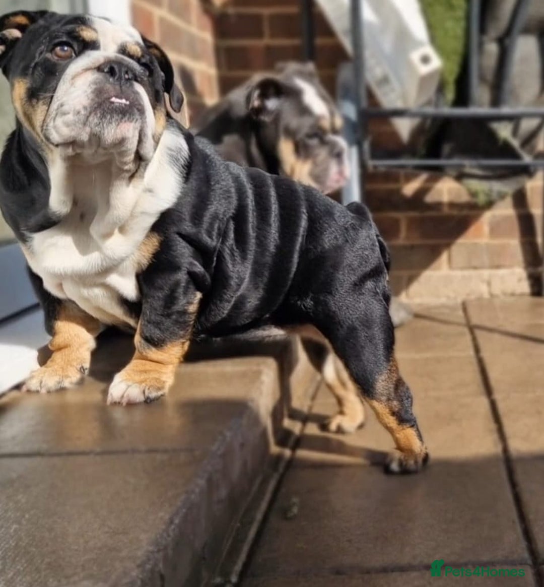 English Bulldog dogs for sale: HEALTHY HAPPY QUALITY PEDIGREE ENGLISH BULLDOG  - Image 4