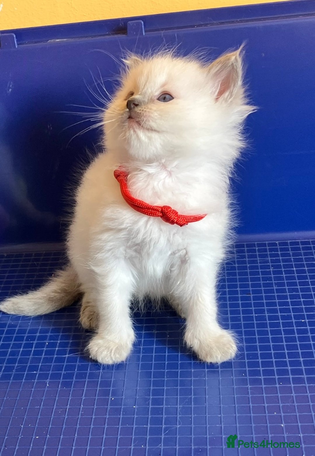 Ragdoll cats for sale: GCCF registered ChampionBloodline 5GENpedigree BSH - Image 19