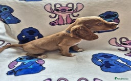 Cocker Spaniel dogs for sale: Working type cocker spaniels - last puppy! - Image 8
