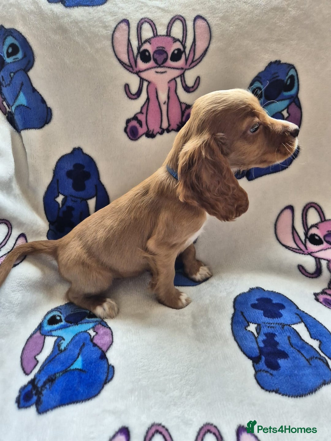 Cocker Spaniel dogs for sale: Working type cocker spaniels - last puppy! - Image 8