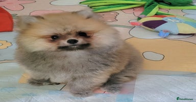 Pomeranian dogs - Advert 13