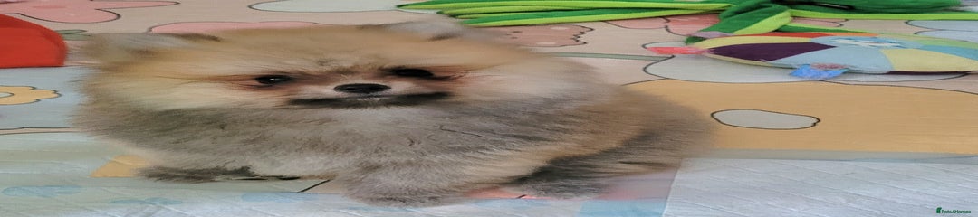 Boy