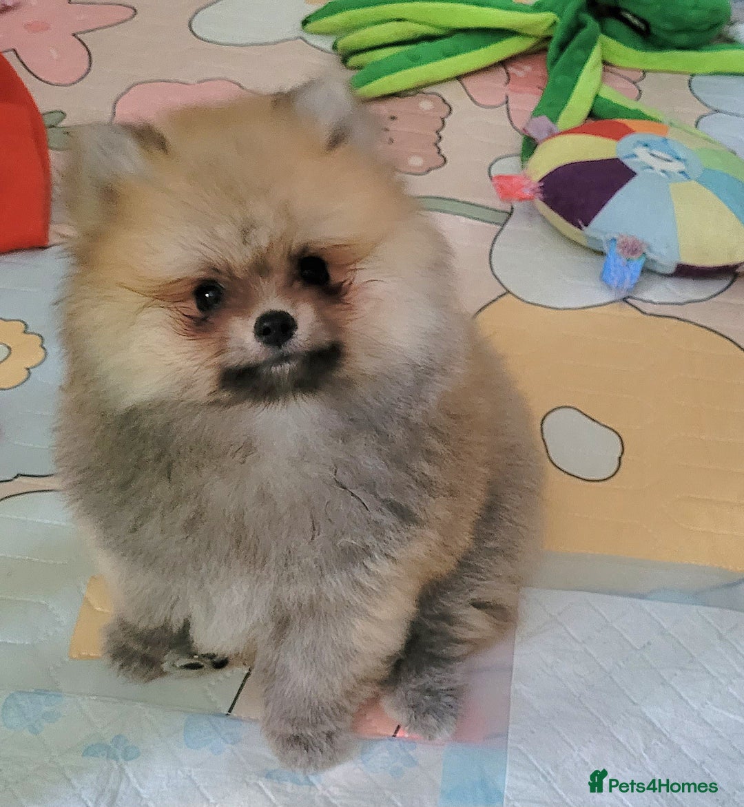 Pomeranian dogs for sale: 🔥XXXS🔥Pomeranian puppies🔥KC reg🔥for sale🔥 - Image 2
