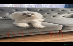 Maltipoo dogs for sale: Gorgeous Maltipoo Puppies - Image 5