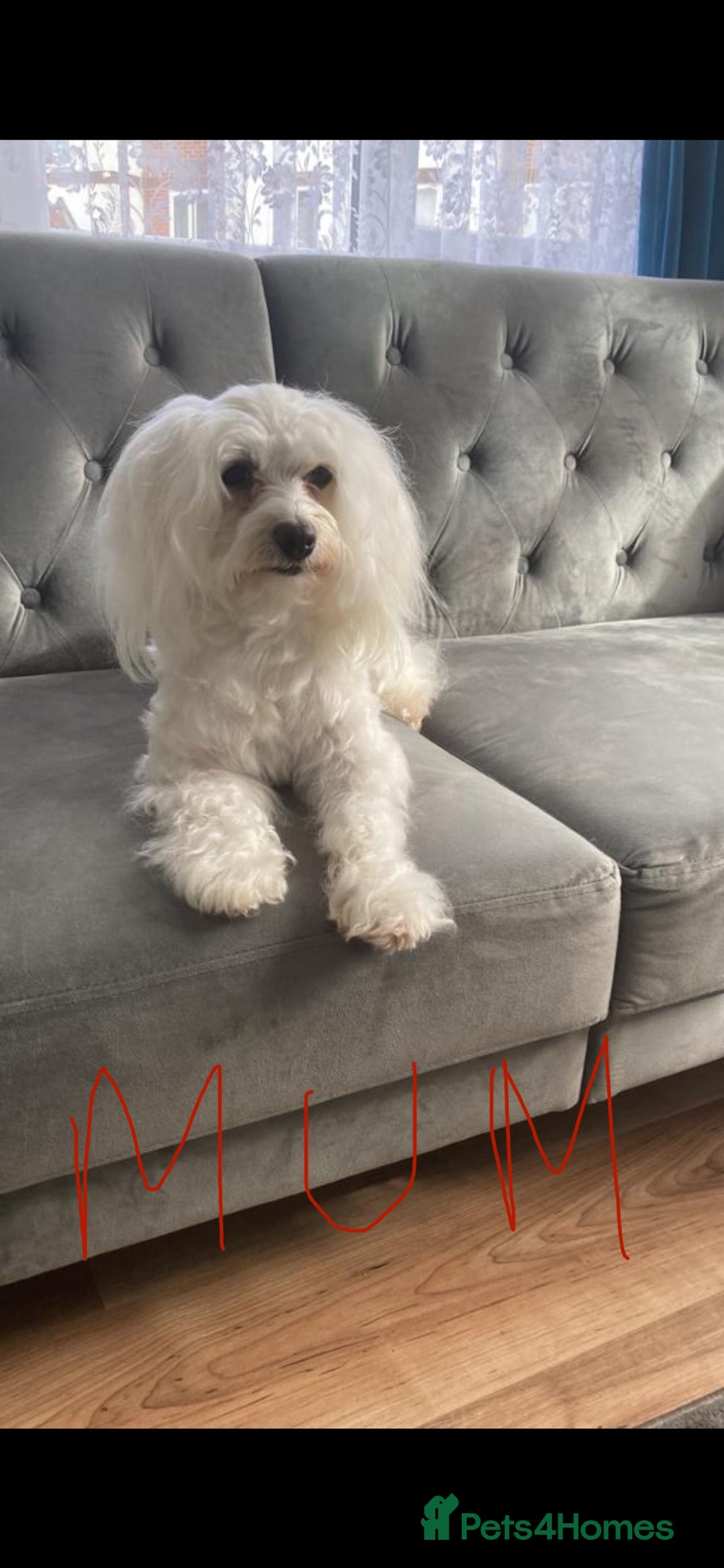 Maltipoo dogs for sale: Gorgeous Maltipoo Puppies - Image 5