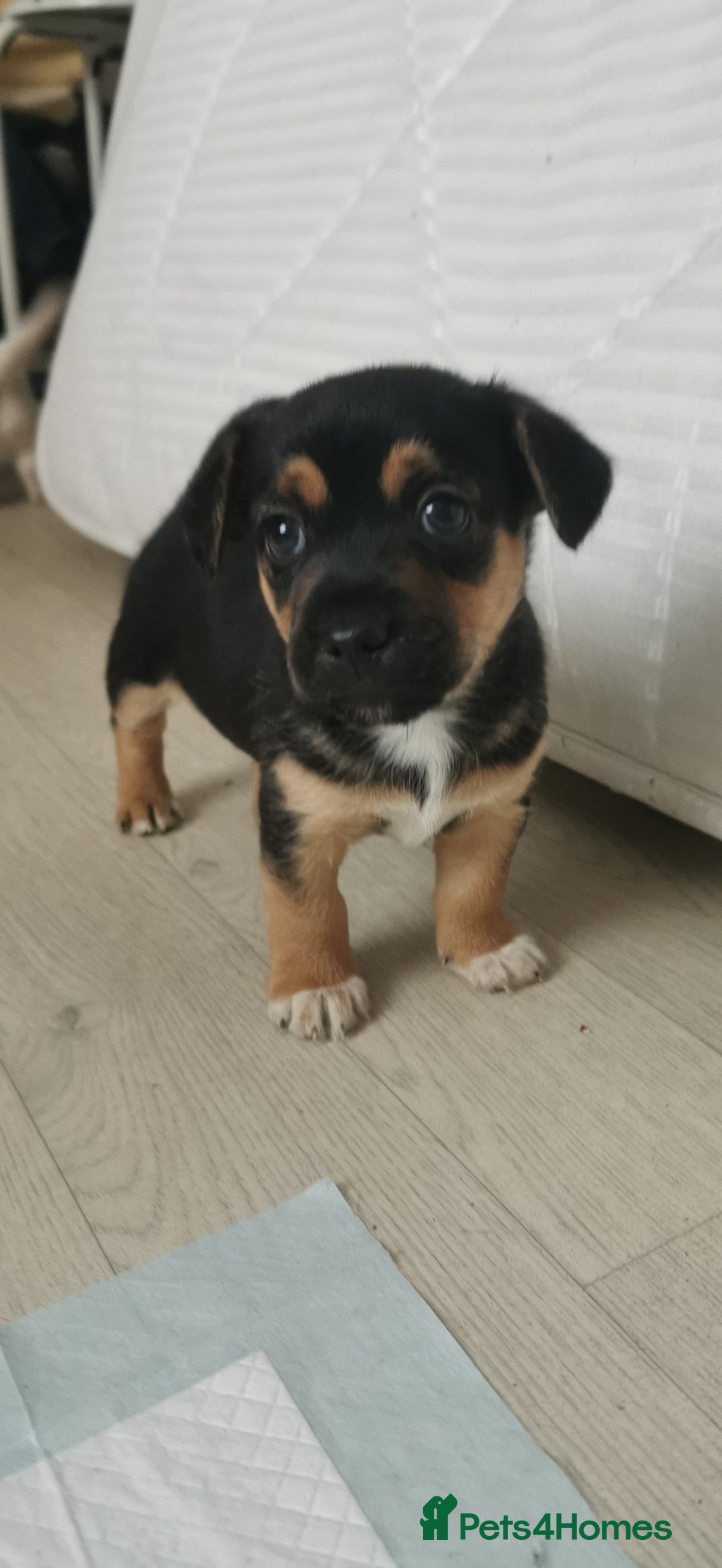 Mixed Breed dogs for sale: Maltipoo X Cavapoo puppies  - Advert 2