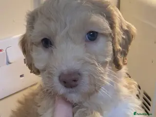 Cockapoo dogs Beautiful F2 Cockapoo puppies 🏡🐶 - Advert 1