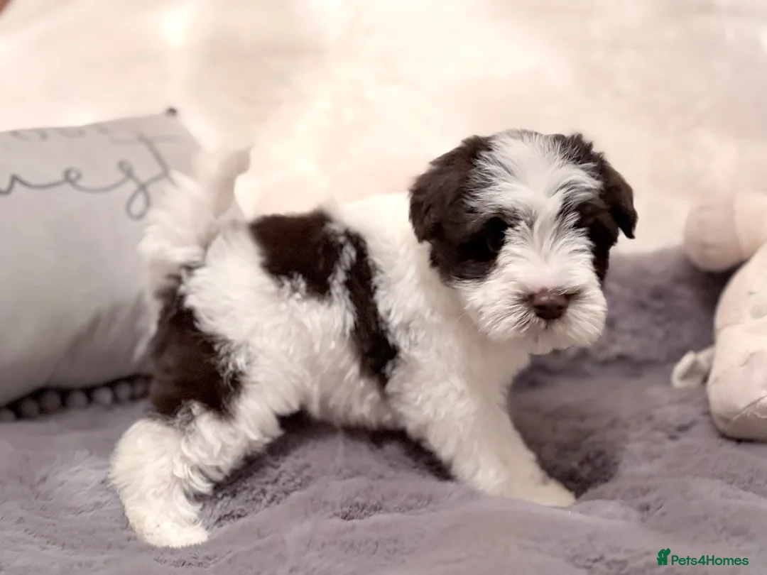 Miniature Schnauzer dogs for sale: Last KC Chocolate Parti Mini Schnauzer - Advert 1