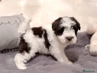 Miniature Schnauzer dogs Last female KC Chocolate Parto Mini Schnauzer - Advert 5