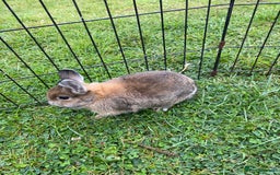 Netherland Dwarf rabbits for sale: Pure Netherland dwarf babies  - Image 6