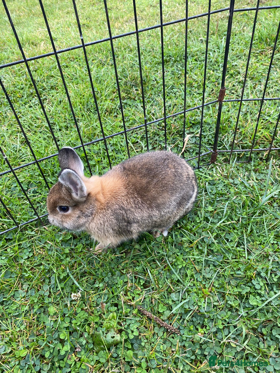 Netherland Dwarf rabbits for sale: Pure Netherland dwarf babies  - Image 6
